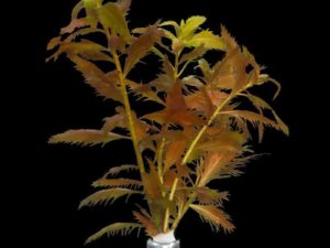 Proserpinaca palustris 'Cuba'