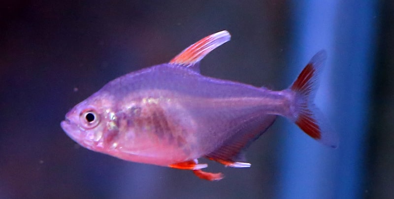 טטרה רוזי- סנפיר לבן | White fin rosy tetra