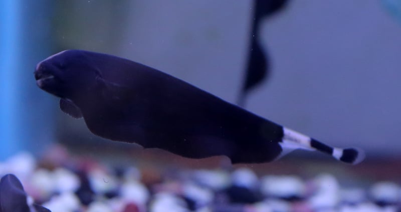 סכין נוצה | Black Ghost Knifefish