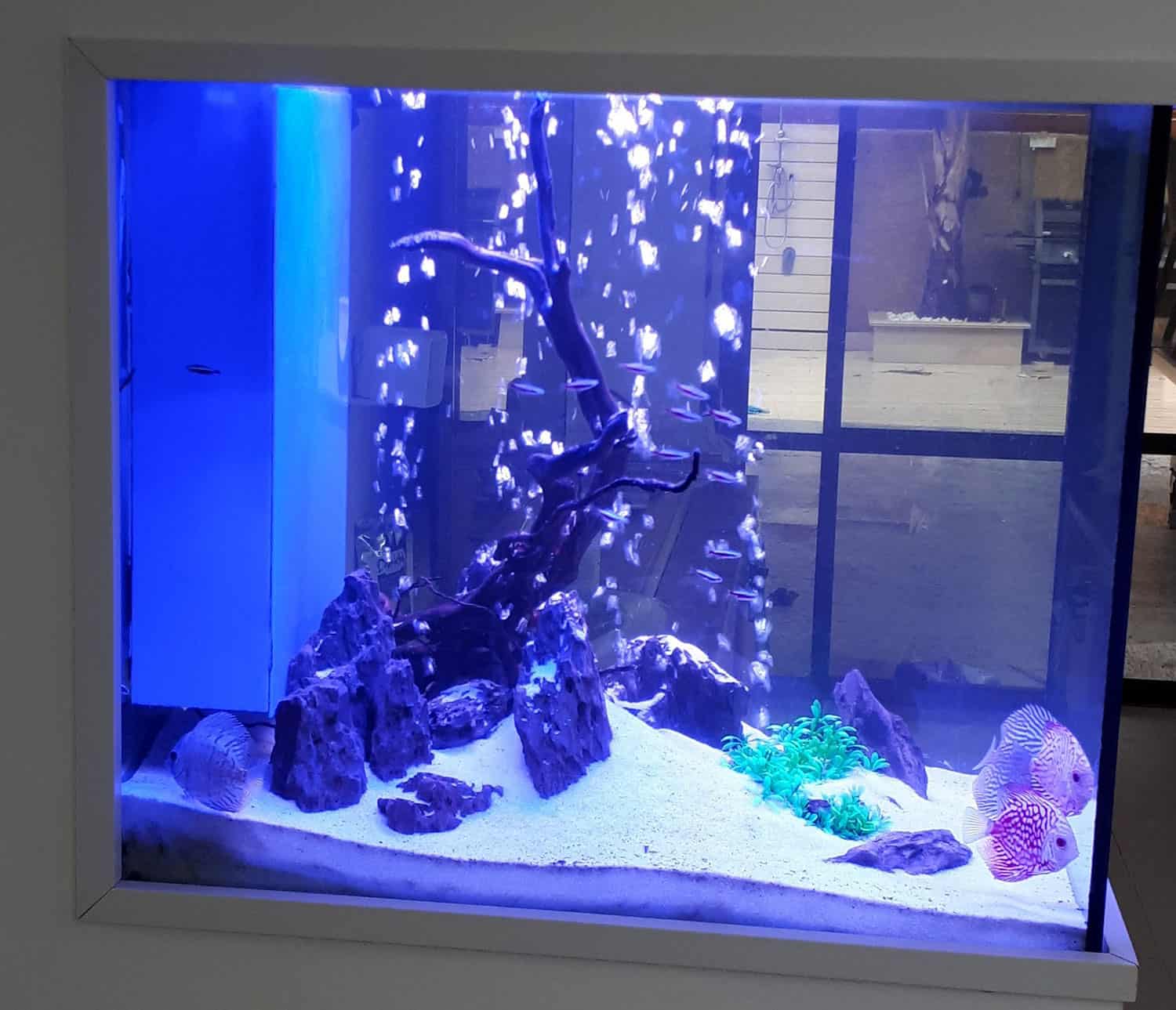 aquarium28