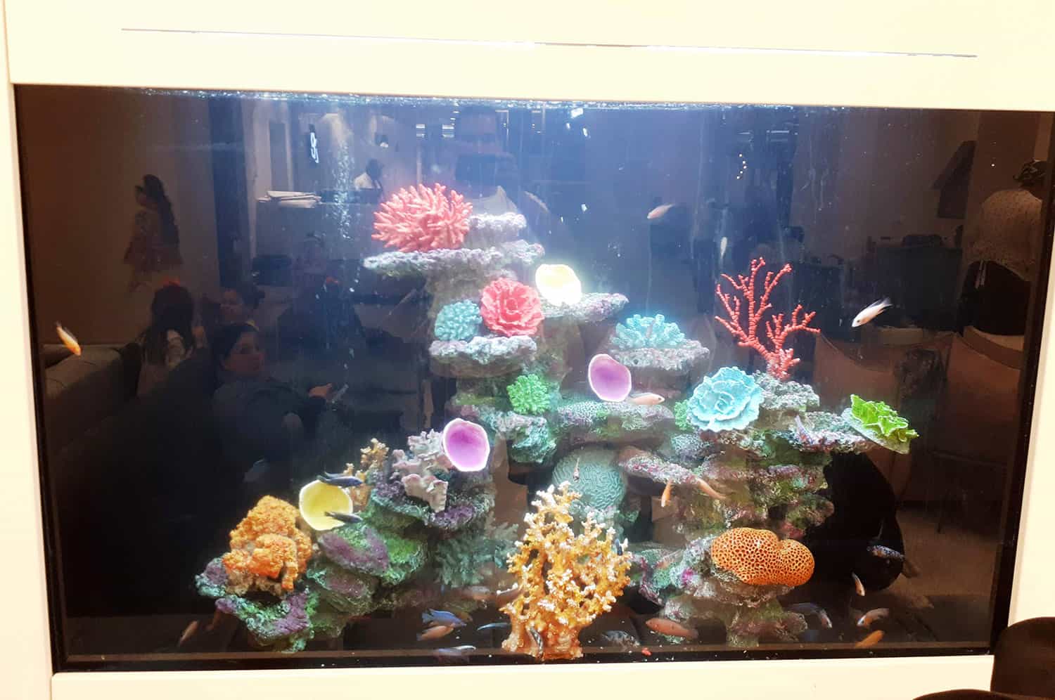 aquarium29