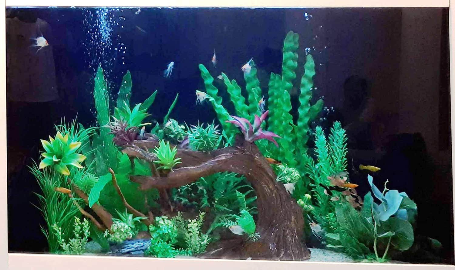 aquarium33