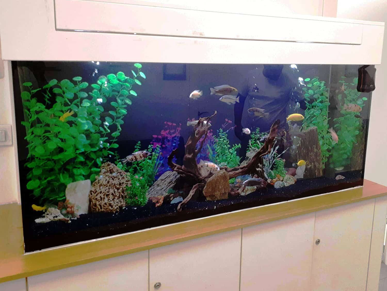 aquarium40