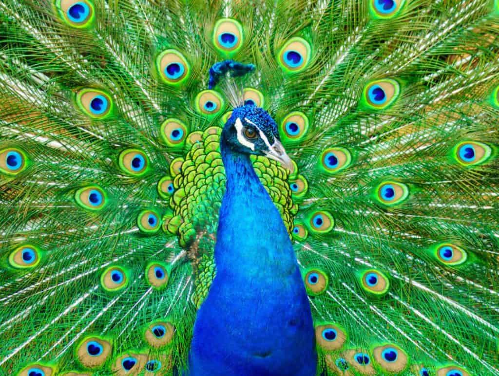 תוצאת תמונה עבור ‪peacock images‬‏