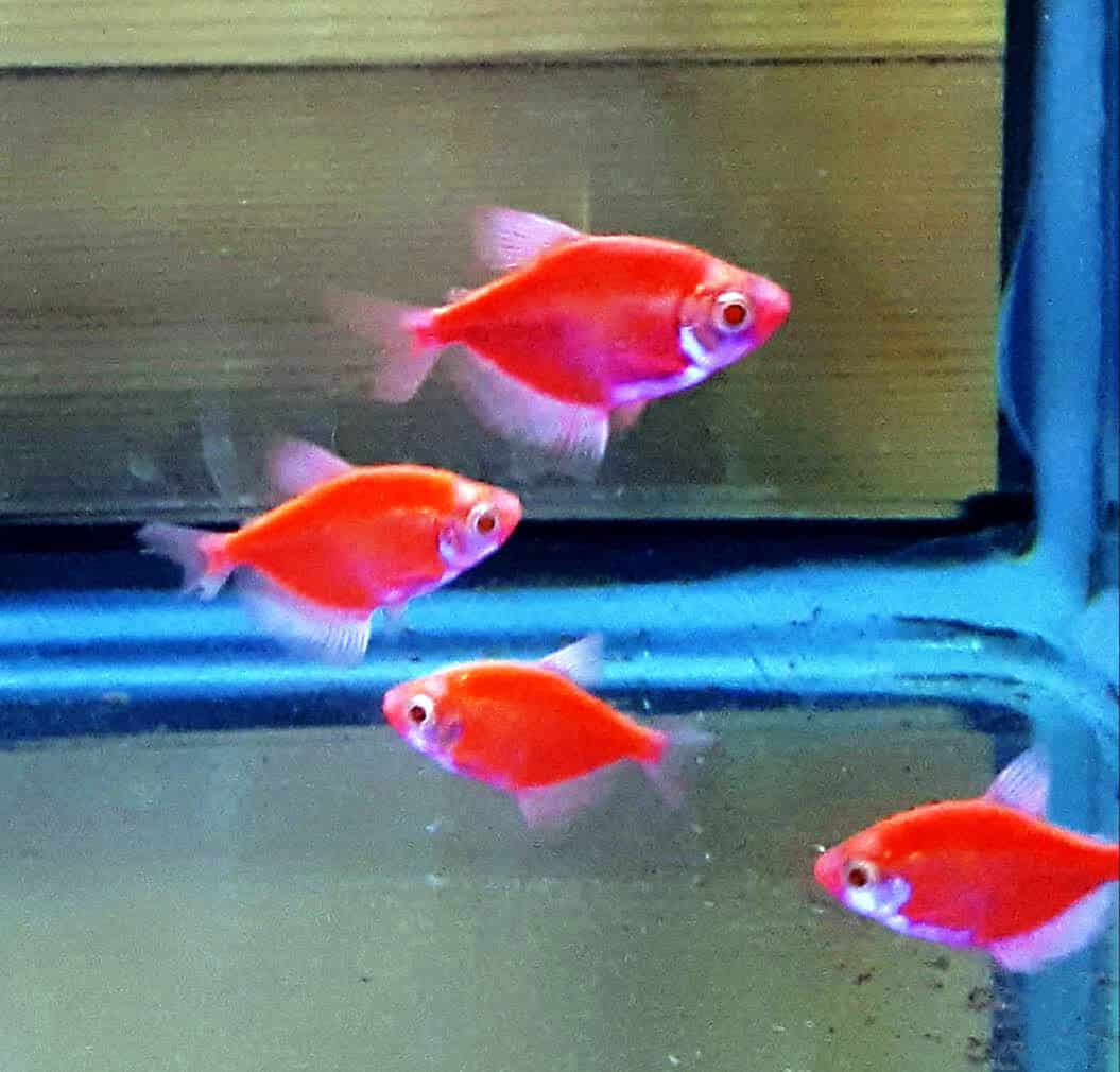 טטרה אלמנה גלופיש | Red glo-fish tetra