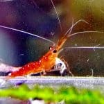 שרימפ קרדינאל | Cardinal shrimp