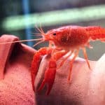 לובסטר ביצות אדום| Red Swamp Crayfish