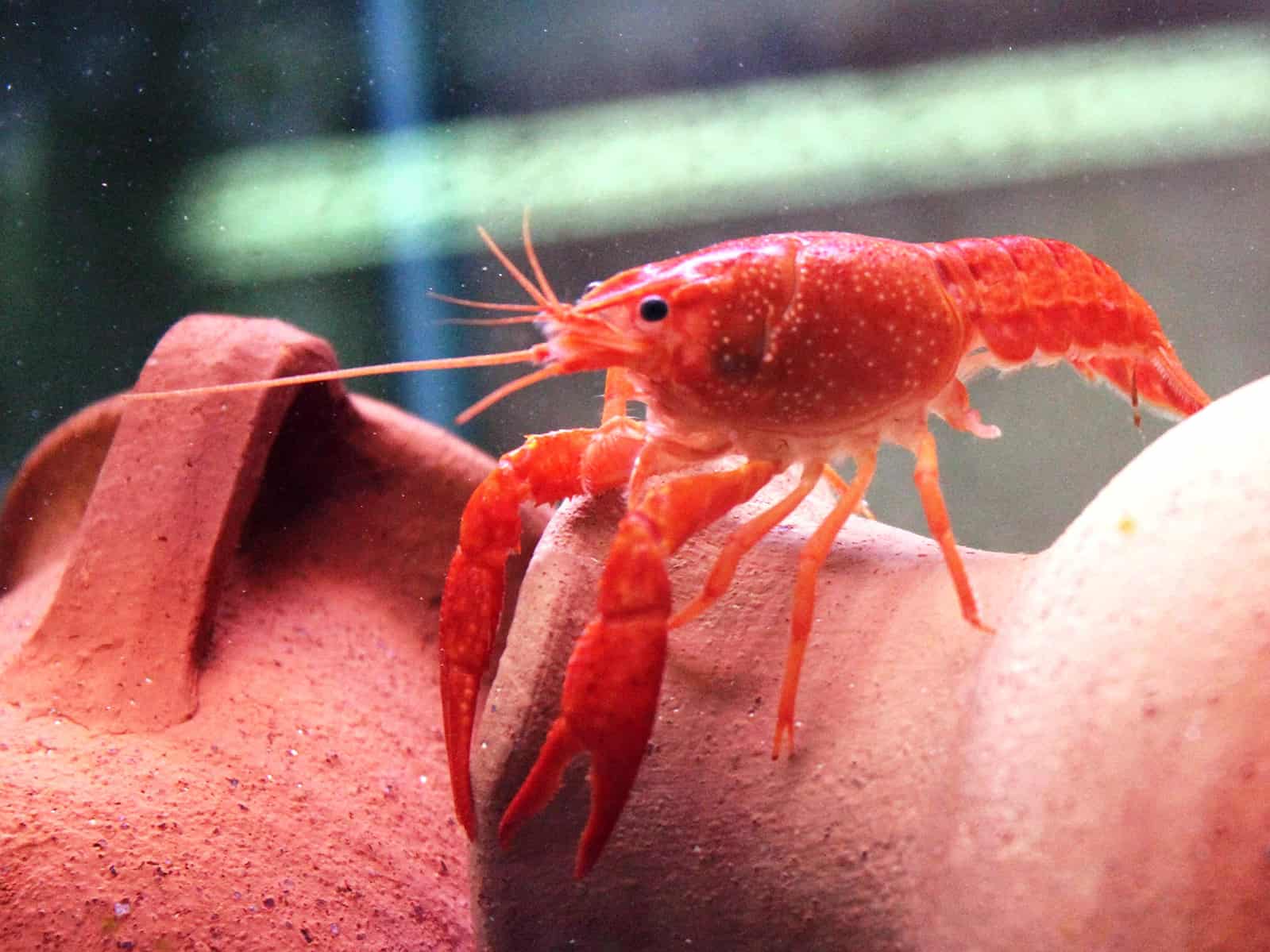 לובסטר ביצות אדום| Red Swamp Crayfish